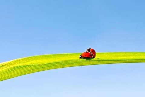 Ladybugs on background of sky Stock Photos