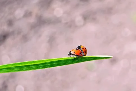 Ladybugs on background of soil Stock Photos