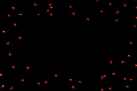 Ladybugs on a black background. Stock Photos