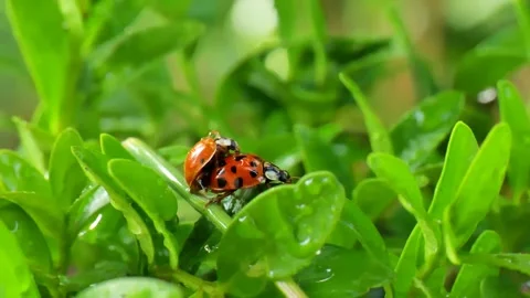 Ladybugs breeding process on green twigs of boxwood Stock Footage 246824461