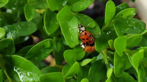 Ladybugs breeding process. Mating of insects. Stock Footage 246824710