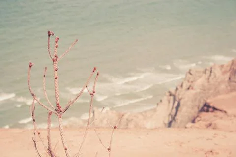 Ladybugs on the coastline Stock Photos