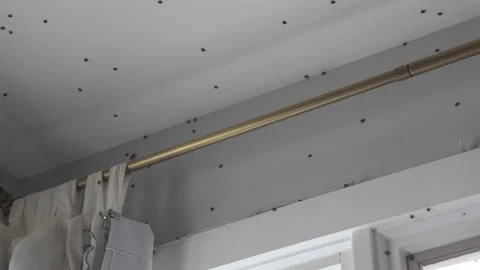 Ladybugs crawling on ceiling, home infestation Stock Footage 322020877