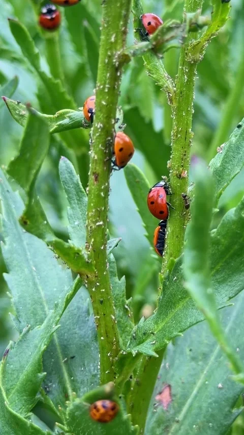 Ladybugs Crawling on Green Plant Stem. Vertical Video Stock Footage 342340631