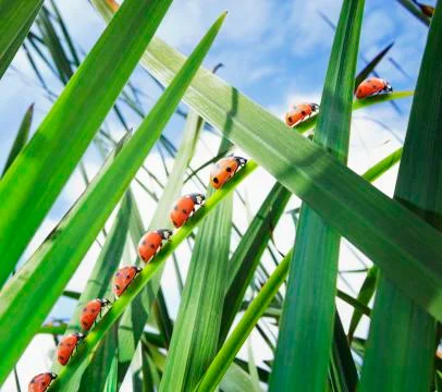 Ladybugs crawling up leaf Stock Photos
