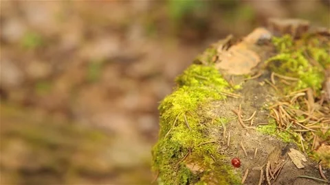 Ladybugs crawling on an old stump covered with green moss HD Stock Footage 106758513