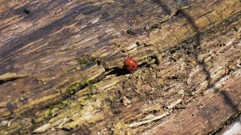 Ladybugs crawling on an old stump Stock Footage 147185301