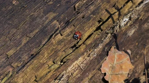 Ladybugs crawling on an old stump Stock Footage 150294718