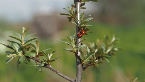 Ladybugs crawling on a tree branch in the garden. The beauty of the wild. red Stock Footage 154892840
