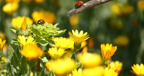 Ladybugs on a daisy flower Stock Footage 73959241