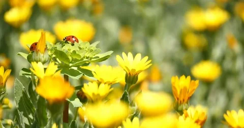Ladybugs on a daisy flower Video stock 73968162
