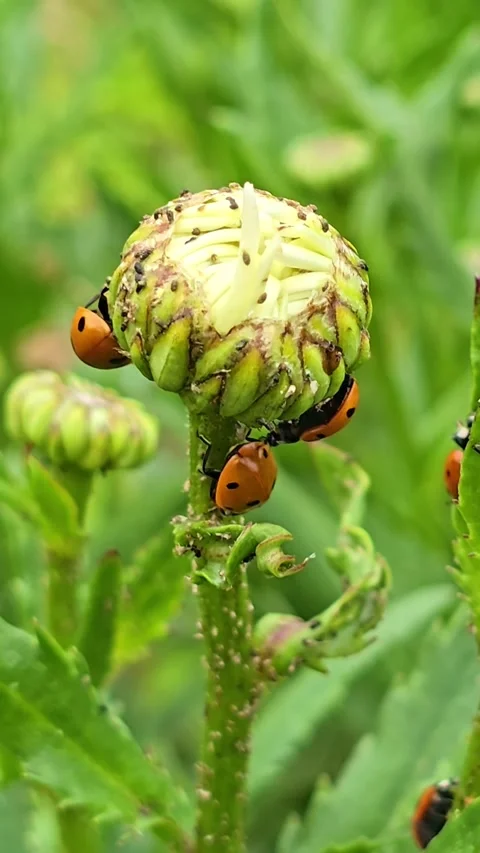 Ladybugs Feed on Aphid-Covered Flower Bud Vertical Stock Footage 339981316
