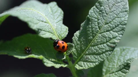 Ladybugs fighting Stock Footage 50089903