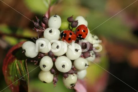 Ladybugs on the flower Stock Photos