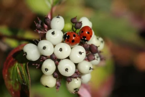 Ladybugs on the flower Stock Photos
