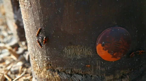 Ladybugs Vidéo 793070