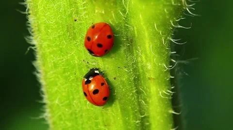 Ladybugs Stock Footage 8649150