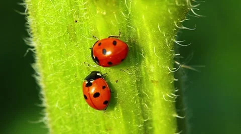 Ladybugs Stock-Footage 8650376