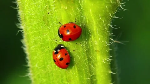 Ladybugs Stock-Footage 8650386