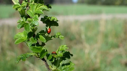 Ladybugs 스톡 동영상 107036460