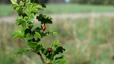 Ladybugs Stock Footage 107036468