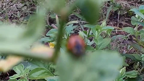 Ladybugs Stock Footage 171777023