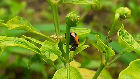 Ladybugs Stock Footage 171946184