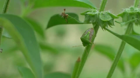 Ladybugs 動画素材 252117680