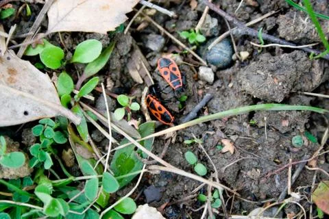 Ladybugs in grass Stock Photos