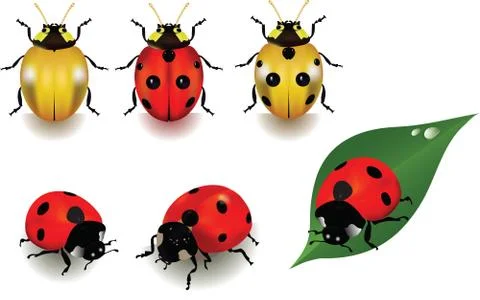 Ladybugs Stock Illustration