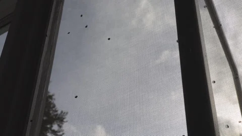Ladybugs Infestation, Insects Trying to Get Inside Stock Footage 322020530