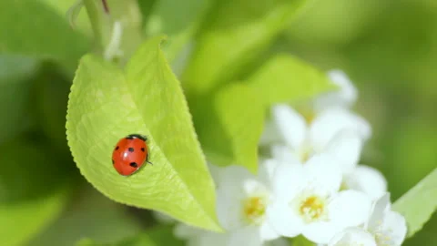 Ladybugs on a leaf Stock Footage 150663056