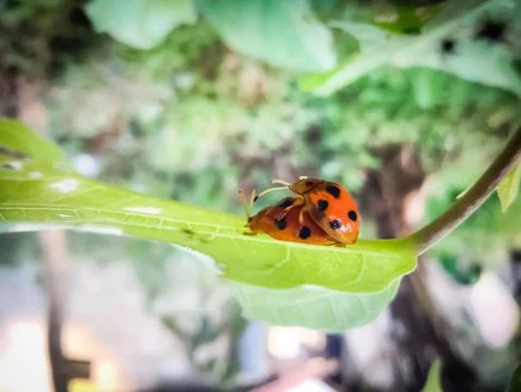 Ladybugs on a leaf Stock Photos