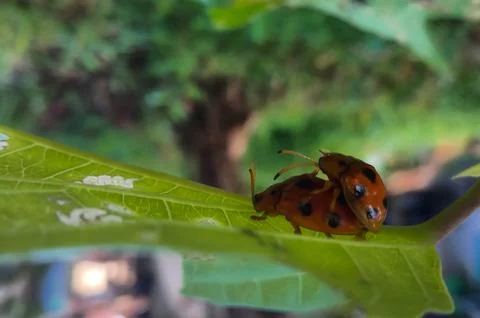 Ladybugs on a leaf. Stock Photos
