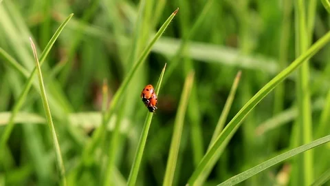 Ladybugs love Video stock 86146562