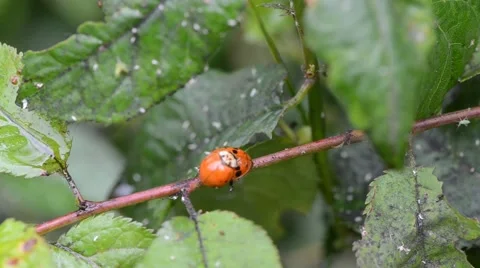 Ladybugs mating on a branch in a garden 動画素材 45710479