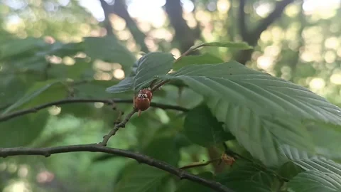Ladybugs Mating on Branch in Natural Environment Stock Footage 335421639