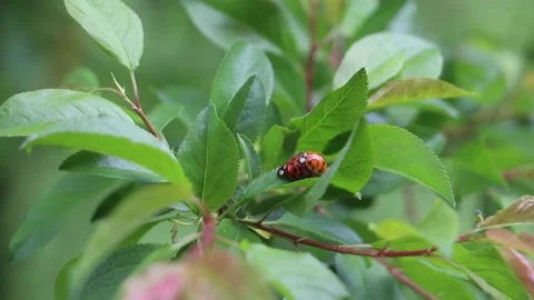 Ladybugs mating Stock Footage 213409152