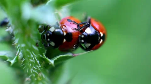 Ladybugs mating in the grass Stock Footage 63564215