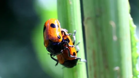 Ladybugs mating in the grass Stock Footage 64129949