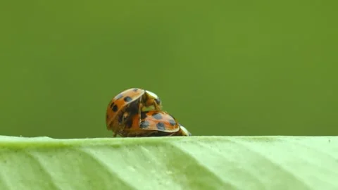 Ladybugs Mating on a Green Background Stock Footage 330475361