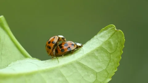 Ladybugs Mating on a Green Background Stock Footage 331949539