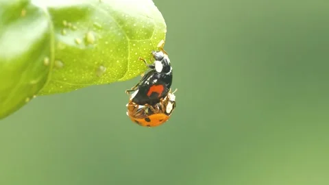 Ladybugs Mating on a Green Background Stock Footage 332599410