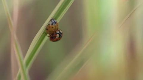 Ladybugs Mating - Macro Super Slow Motion Video stock 56570784