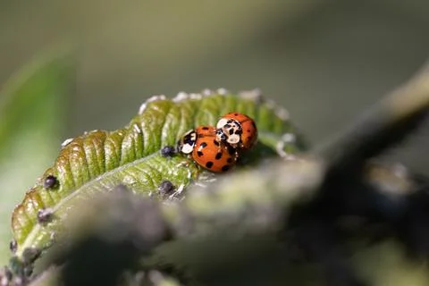 Ladybugs mating in a pasture Stock Photos
