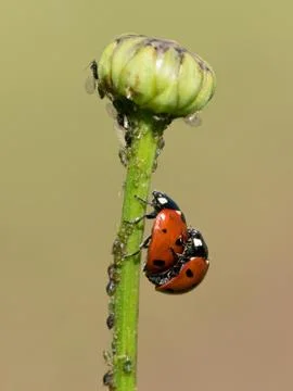 Ladybugs mating on a plant stem Stock Photos