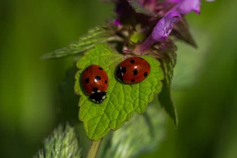 Ladybugs on the meadow Stock Photos