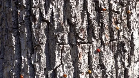 Ladybugs occupying tree bark during swarming Stock Footage 219809601