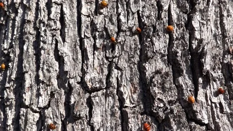 Ladybugs occupying tree bark during swarming Stock Footage 219810383