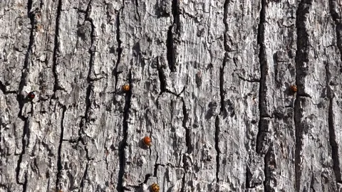 Ladybugs occupying tree bark during swarming Stock Footage 219811120